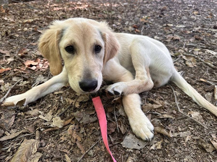 Golden retriever puppy