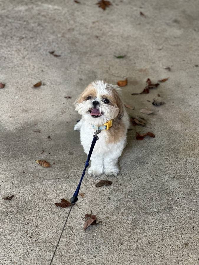 Shih tzu on leash during a dog walk