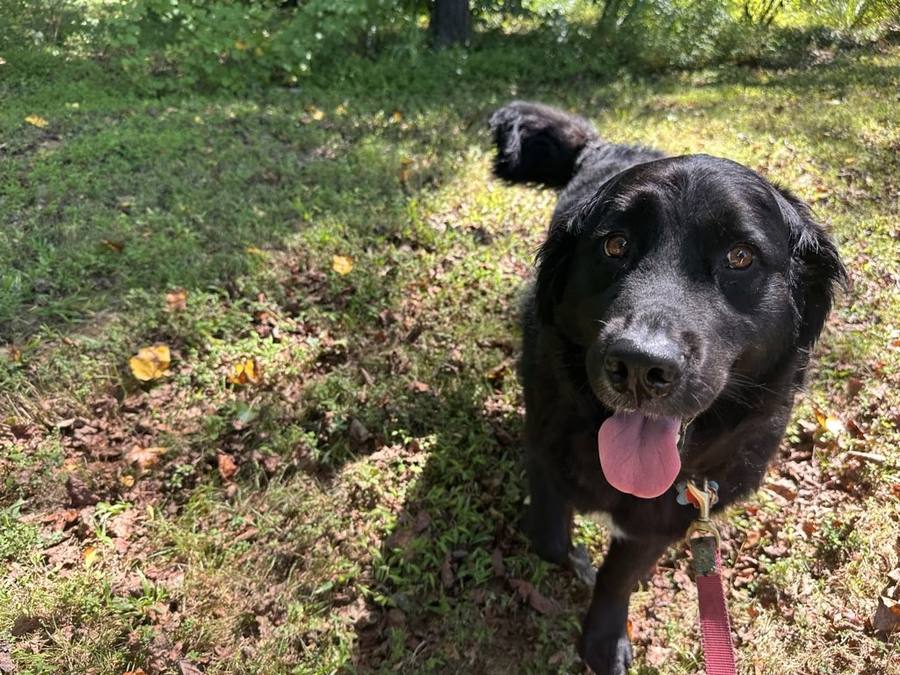 Happy dog on a neighborhood walk in Annapolis