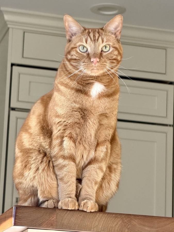 Orange tabby cat during a home drop-in visit