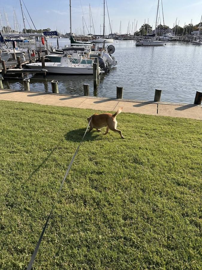 Dog running along the Annapolis marina waterfront