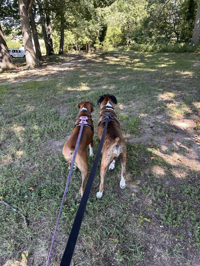 Two dogs on leash walking through a park